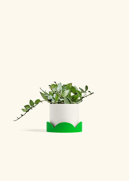 Hoya Arctic in a 4 inches White Classic Cylinder Planter in a Shamrock Petal Drip Tray