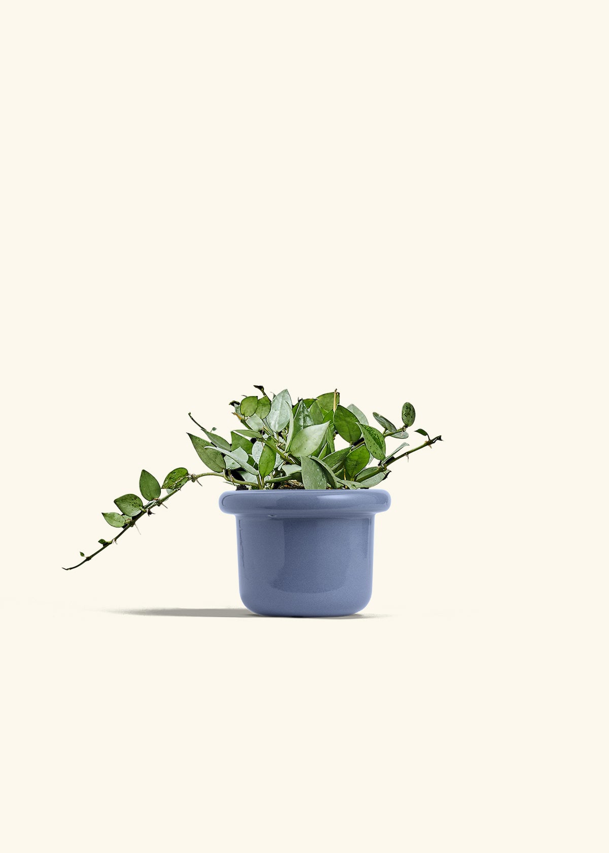 Hoya Arctic in a 4 inches Fat Lip Blue Planter 