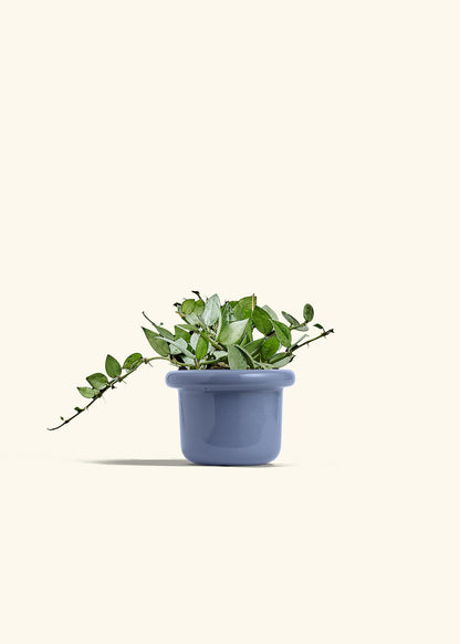 Hoya Arctic in a 4 inches Fat Lip Blue Planter 