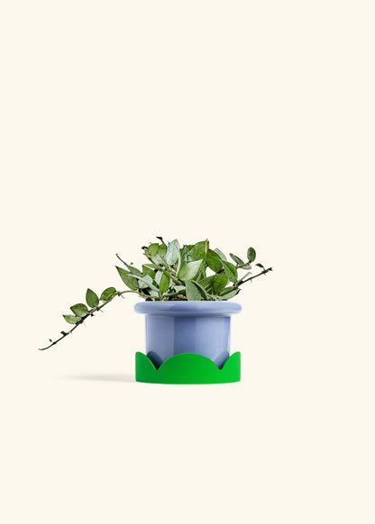 Hoya Arctic in a 4 inches Fat Lip Blue Planter in a Shamrock Petal Drip Tray