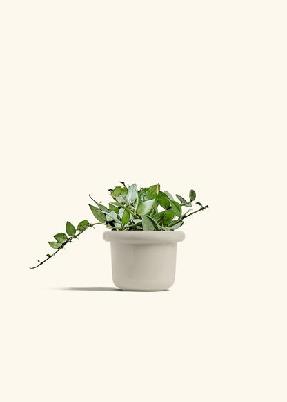 Hoya Arctic in a 4 inches Fat Lip Oat Planter 
