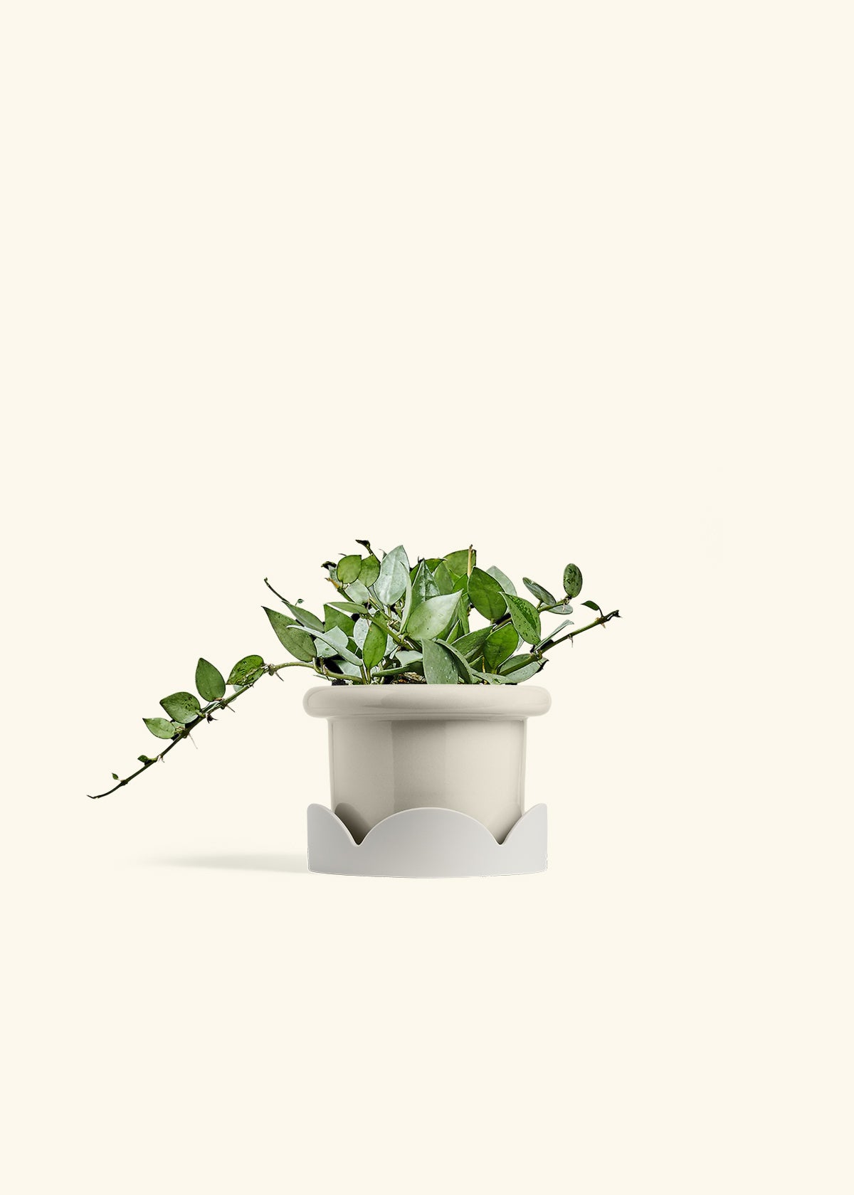Fat Lip Planter Tray Combo, Oat