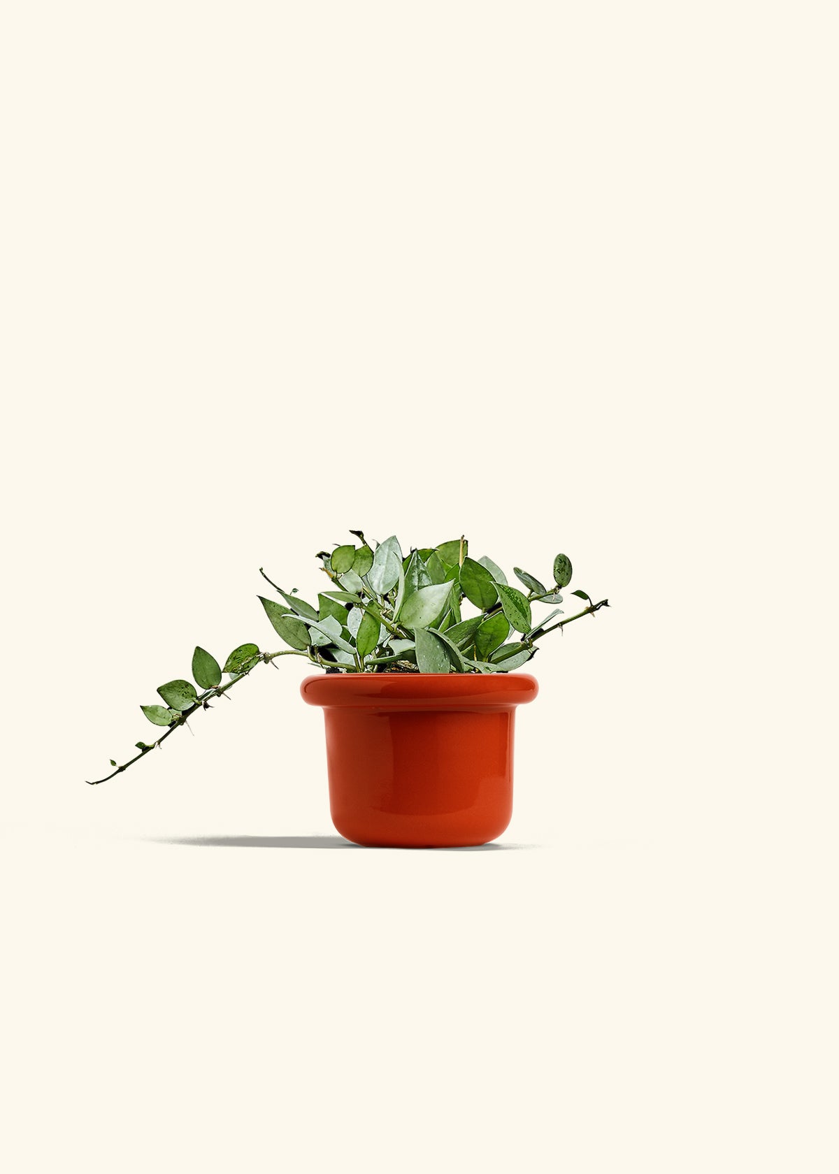 Hoya Arctic in a 4 inches Fat Lip Red Planter 
