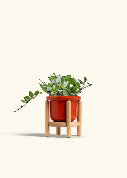 Hoya Arctic in a 4 inches Fat Lip Red Planter in a Beech Wood Stand