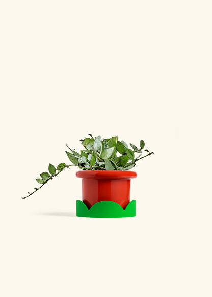 Hoya Arctic in a 4 inches Fat Lip Red Planter in a Shamrock Petal Drip Tray