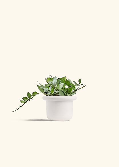 Hoya Arctic in a 4 inches Fat Lip White Planter 