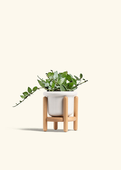 Hoya Arctic in a 4 inches Fat Lip White Planter in a Beech Wood Stand