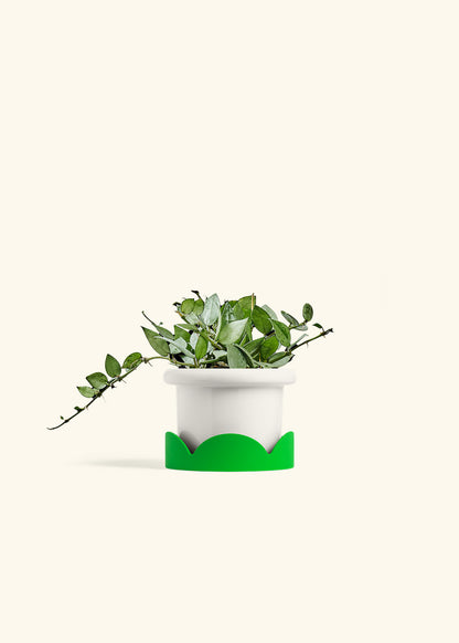 Hoya Arctic in a 4 inches Fat Lip White Planter in a Shamrock Petal Drip Tray