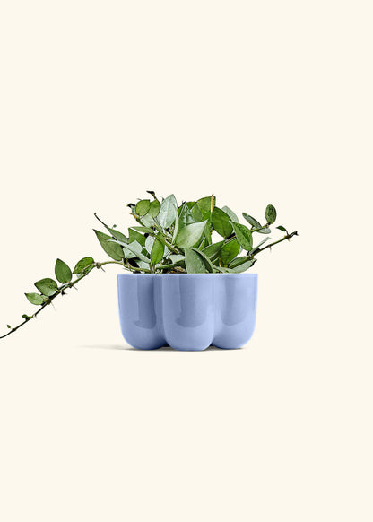 Hoya Arctic in a 4 inches in a Blue Petal Planter