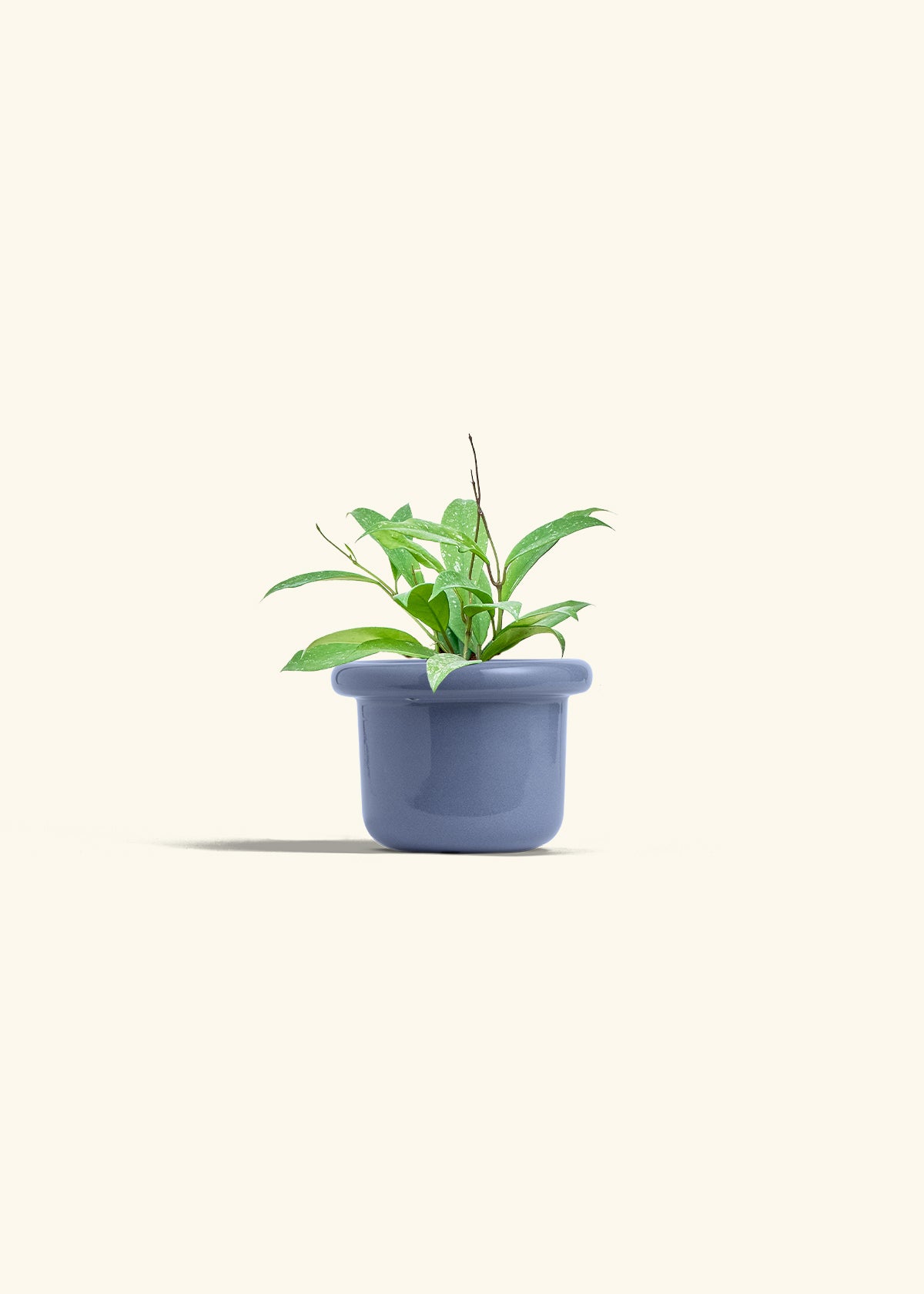 Hoya Silver Splash in a 4 inches Fat Lip Blue Planter