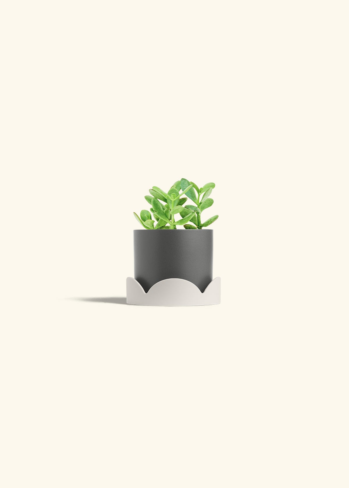 Jade Plant in a 4 inches Charcoal Classic Cylinder Planter in a Oat Petal Drip Tray