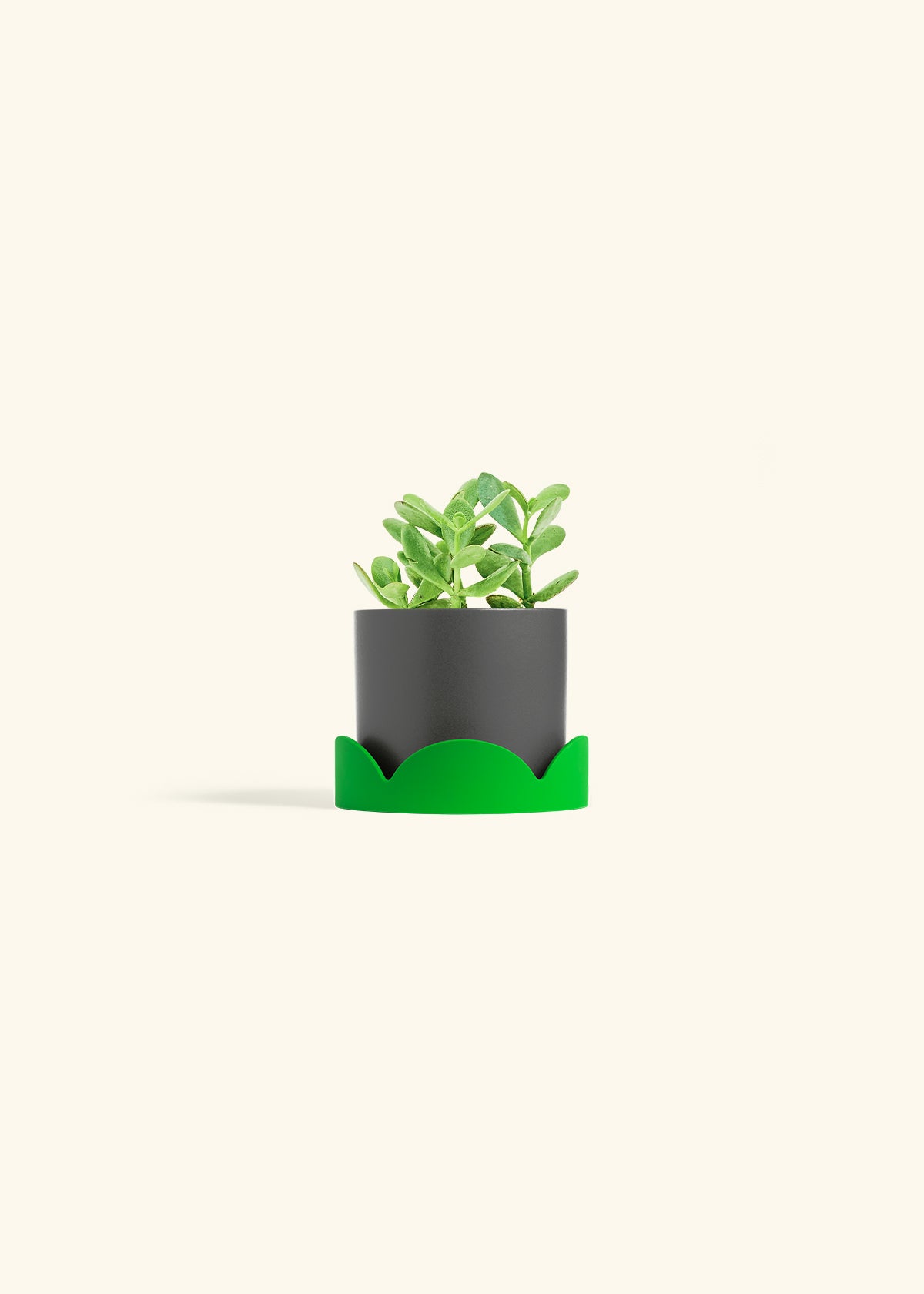Jade Plant in a 4 inches Charcoal Classic Cylinder Planter in a Beech Wood Stand