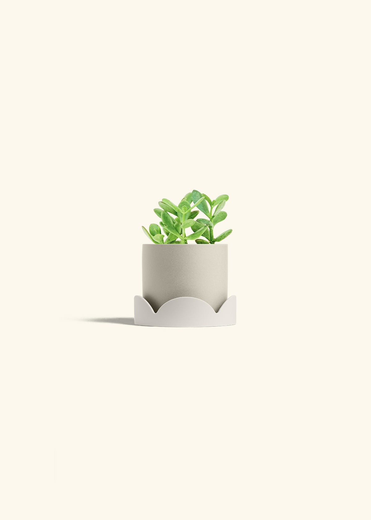 Jade Plant in a 4 inches Oat Classic Cylinder Planter in a Oat Petal Drip Tray