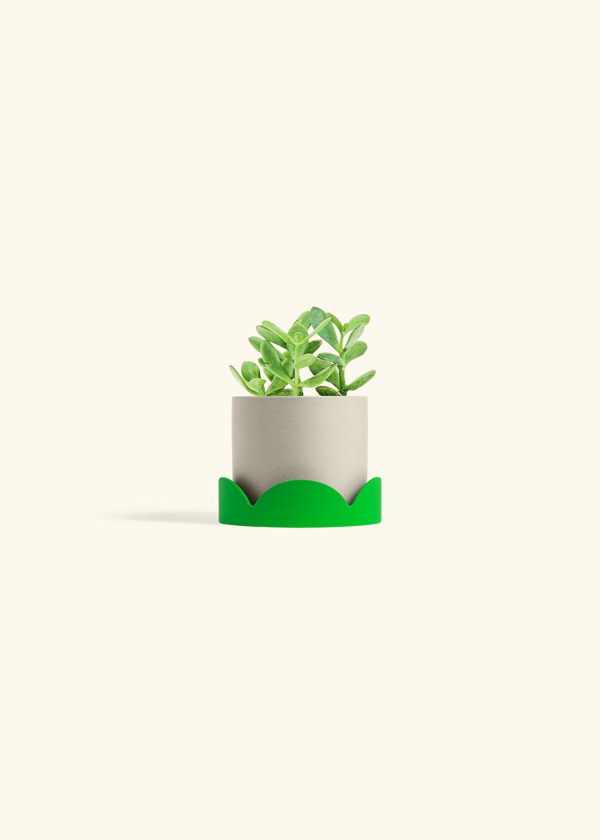 Jade Plant in a 4 inches Oat Classic Cylinder Planter in a Shamrock Petal Drip Tray