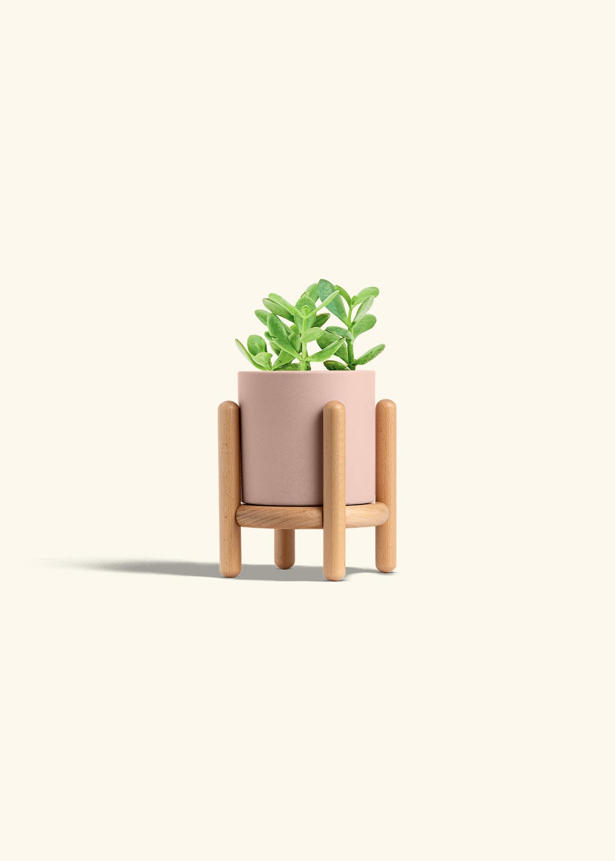 Jade Plant in a 4 inches Pink Classic Cylinder Planter in a Beech Wood Stand