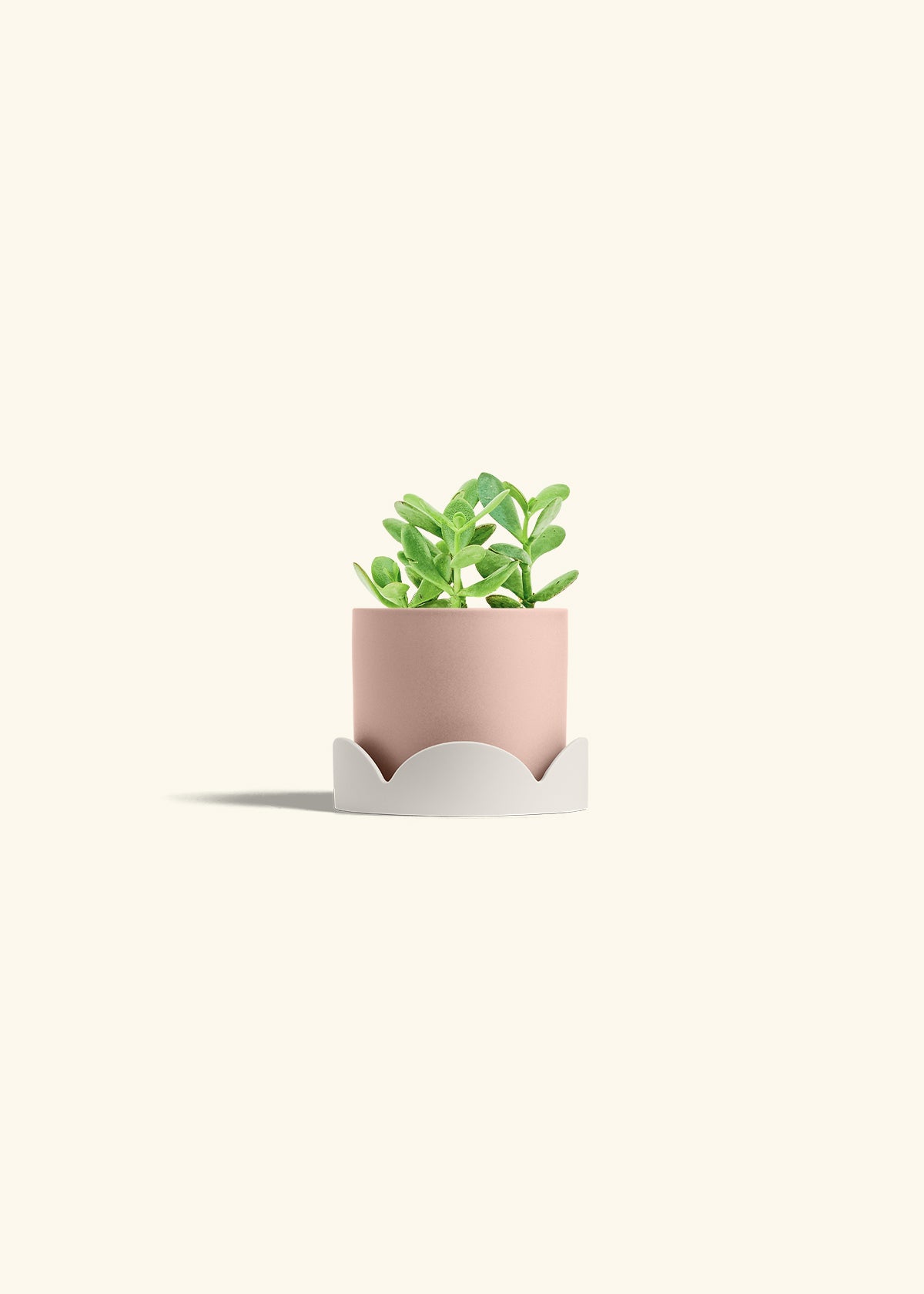 Jade Plant in a 4 inches Pink Classic Cylinder Planter in a Oat Petal Drip Tray