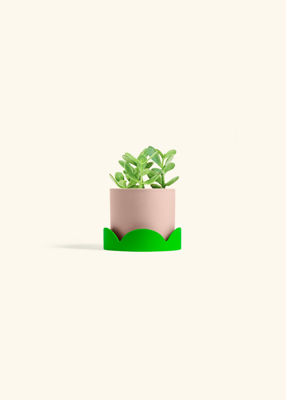 Jade Plant in a 4 inches Pink Classic Cylinder Planter in a Shamrock Petal Drip Tray