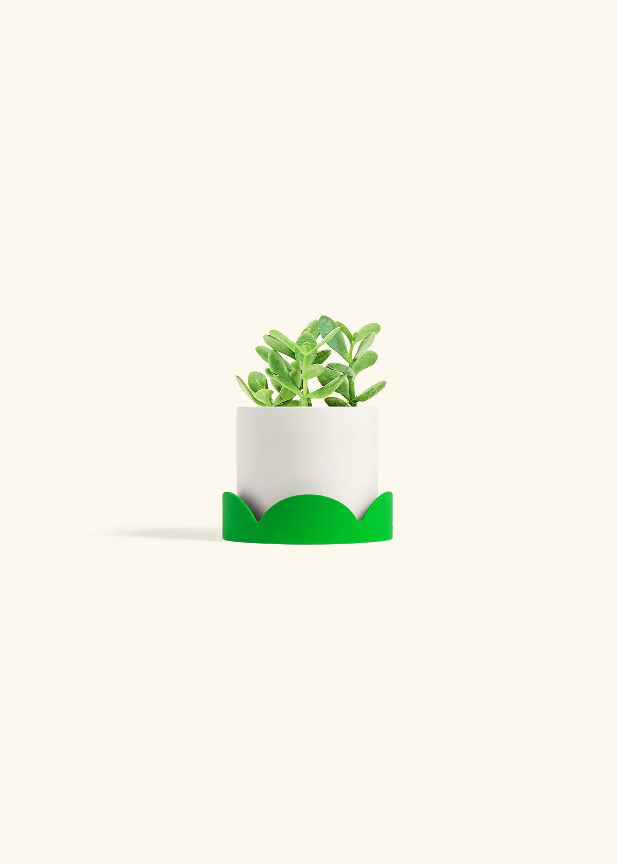 Jade Plant in a 4 inches White Classic Cylinder Planter in a Shamrock Petal Drip Tray