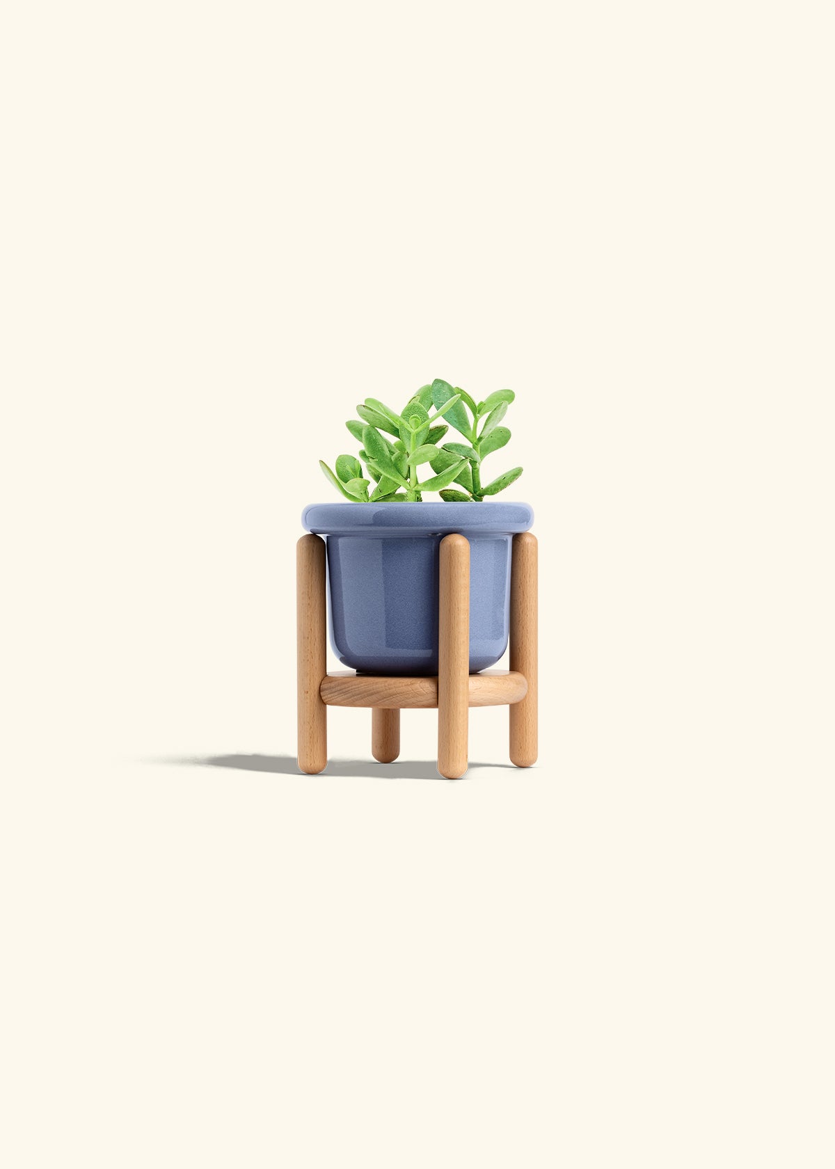 Jade Plant in a 4 inches Fat Lip Blue Planter in a Beech Wood Stand