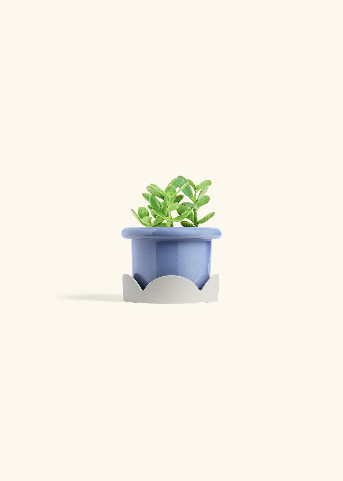 Jade Plant in a 4 inches Fat Lip Blue Planter in a Oat Petal Drip Tray