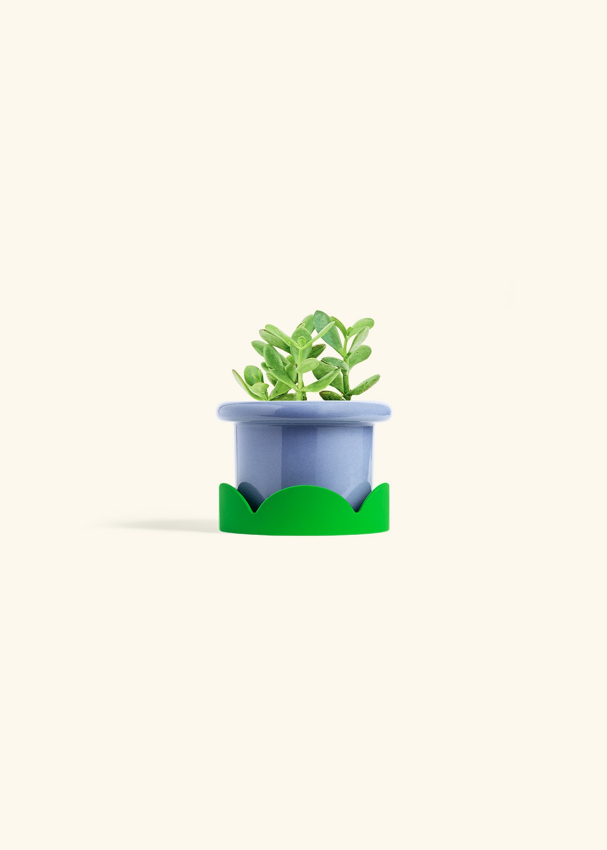 Jade Plant in a 4 inches Fat Lip Blue Planter in a Shamrock Petal Drip Tray
