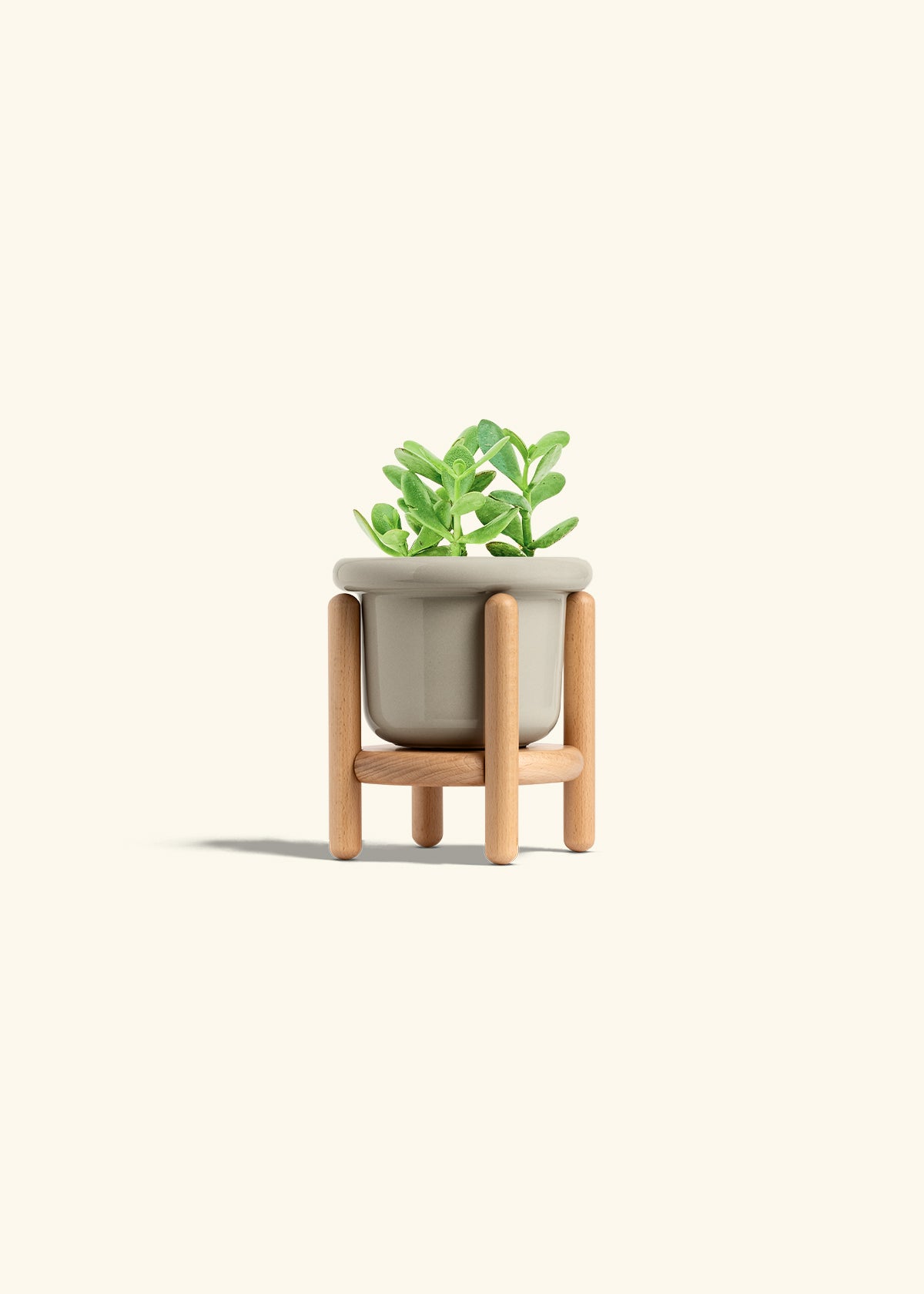 Jade Plant in a 4 inches Fat Lip Oat Planter in a Beech Wood Stand