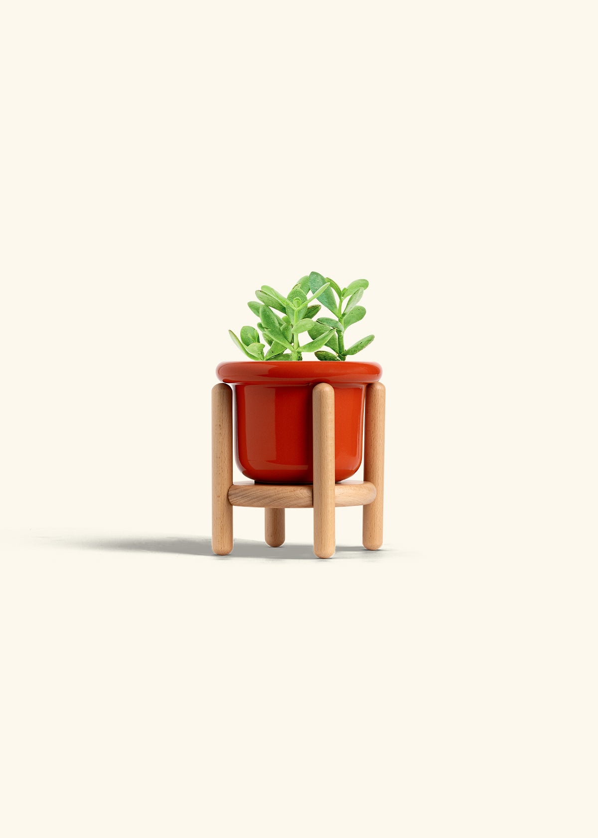 Jade Plant in a 4 inches Fat Lip Red Planter in a Beech Wood Stand