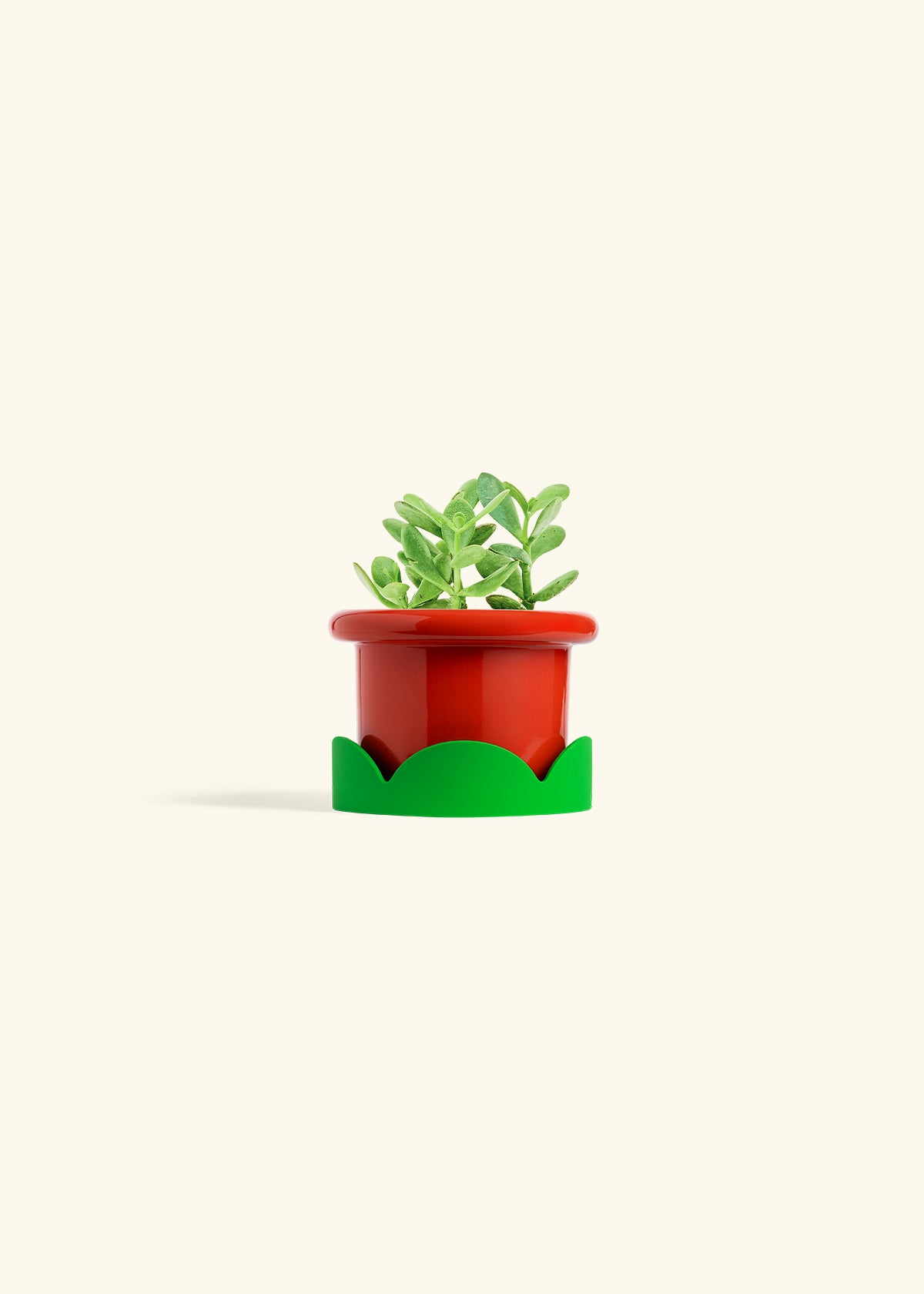 Jade Plant in a 4 inches Fat Lip Red Planter in a Shamrock Petal Drip Tray