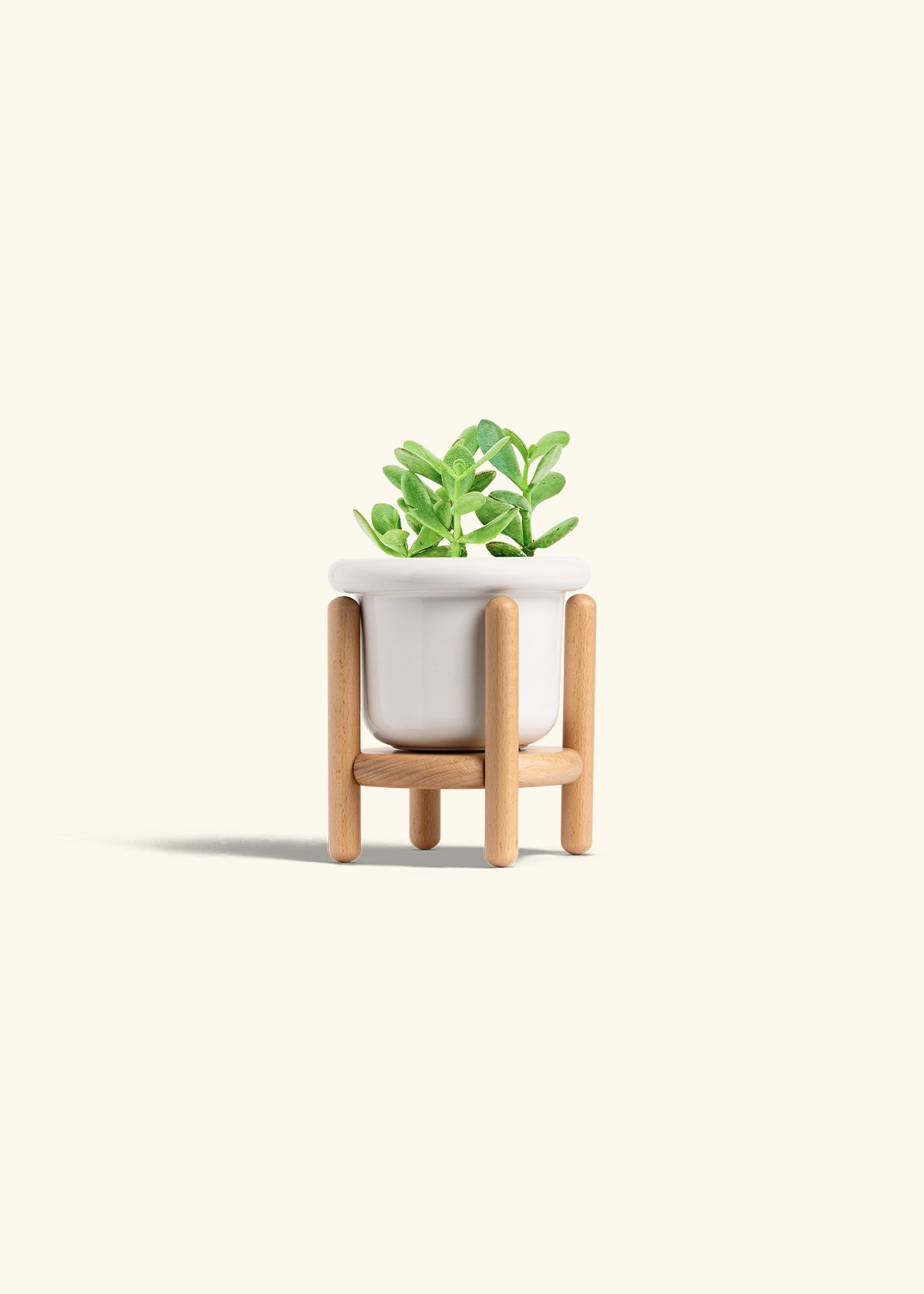 Jade Plant in a 4 inches Fat Lip White Planter in a Beech Wood Stand