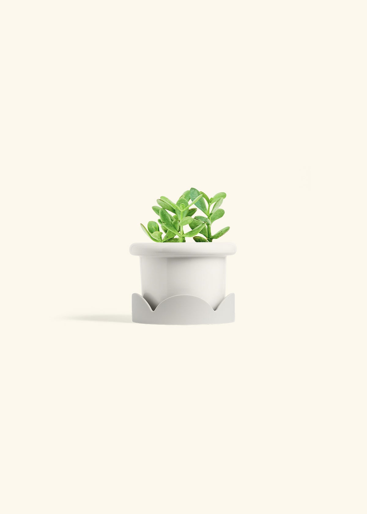 Jade Plant in a 4 inches Fat Lip White Planter in a Oat Petal Drip Tray