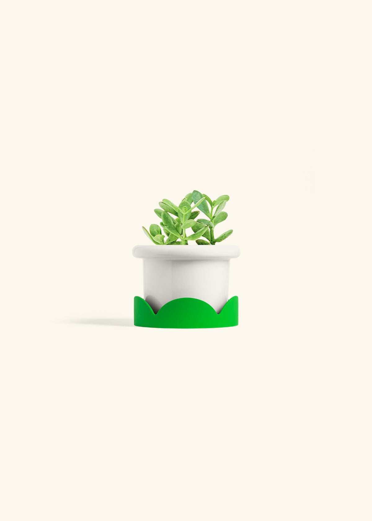 Jade Plant in a 4 inches Fat Lip White Planter in a Shamrock Petal Drip Tray