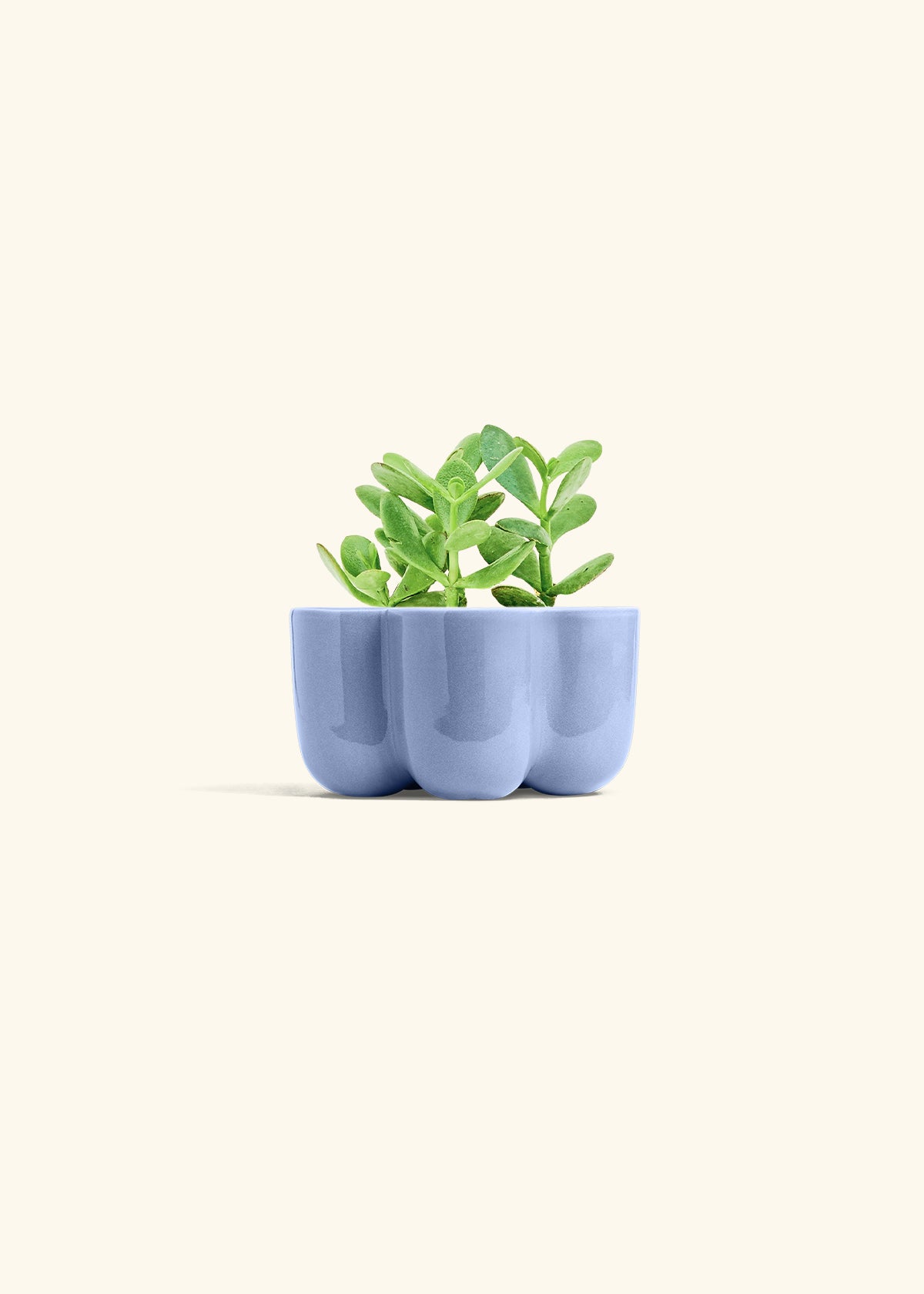 Jade Plant in a 4 inches in a Blue Petal Planter