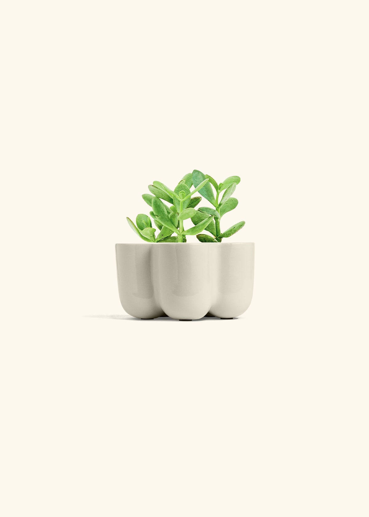 Jade Plant in a 4 inches in a Oat Petal Planter