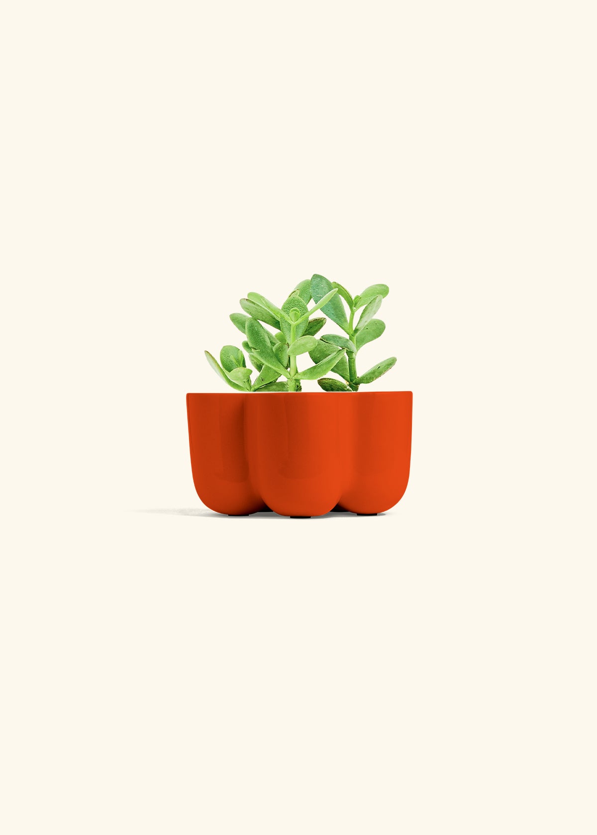 Jade Plant in a 4 inches in a Red Petal Planter