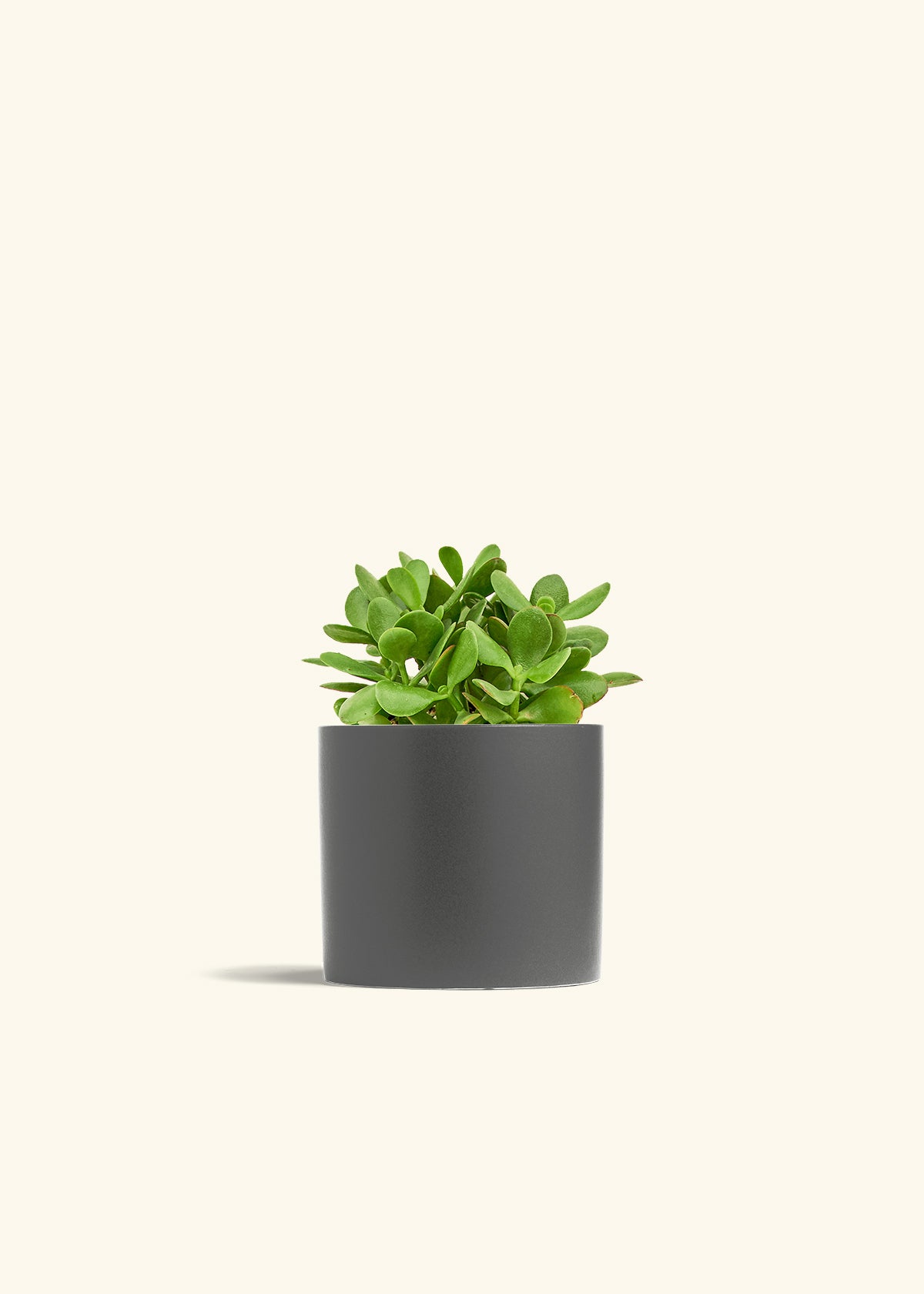 Jade Plant in a 6 inches Charcoal Classic Cylinder Planter in a Shamrock Petal Drip Tray