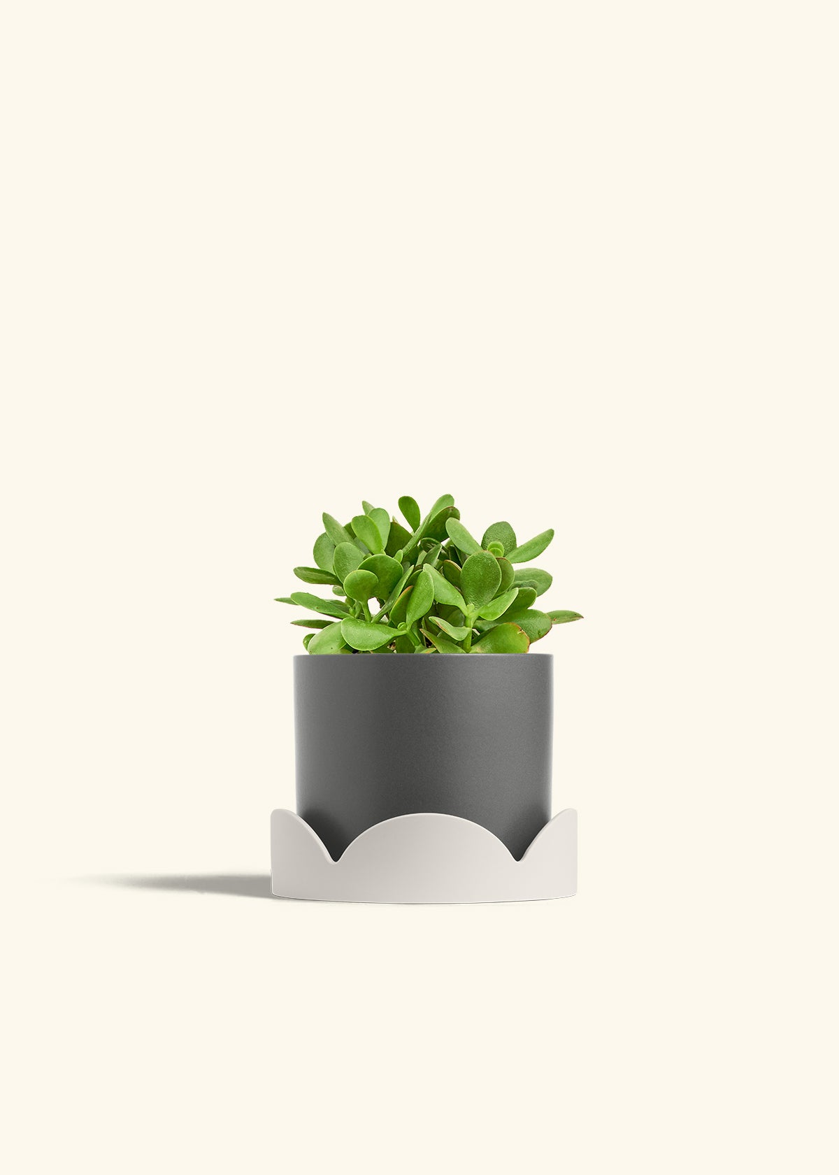 Jade Plant in a 6 inches Charcoal Classic Cylinder Planter in a Oat Petal Drip Tray