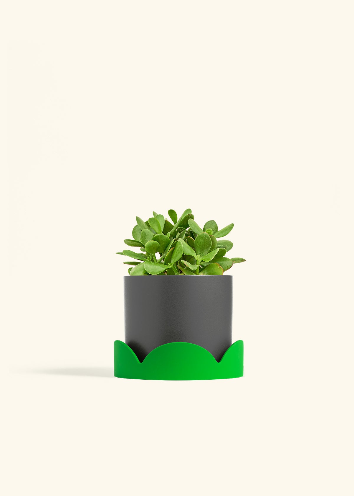 Jade Plant in a 6 inches Charcoal Classic Cylinder Planter in a Beech Wood Stand