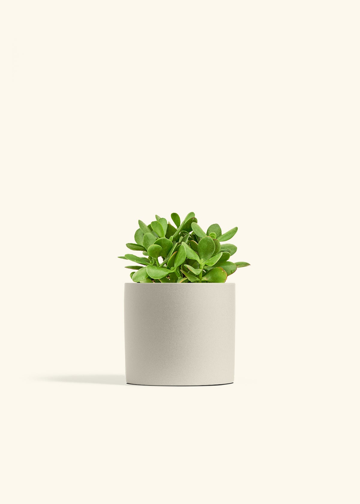 Jade Plant in a 6 inches Oat Classic Cylinder Planter