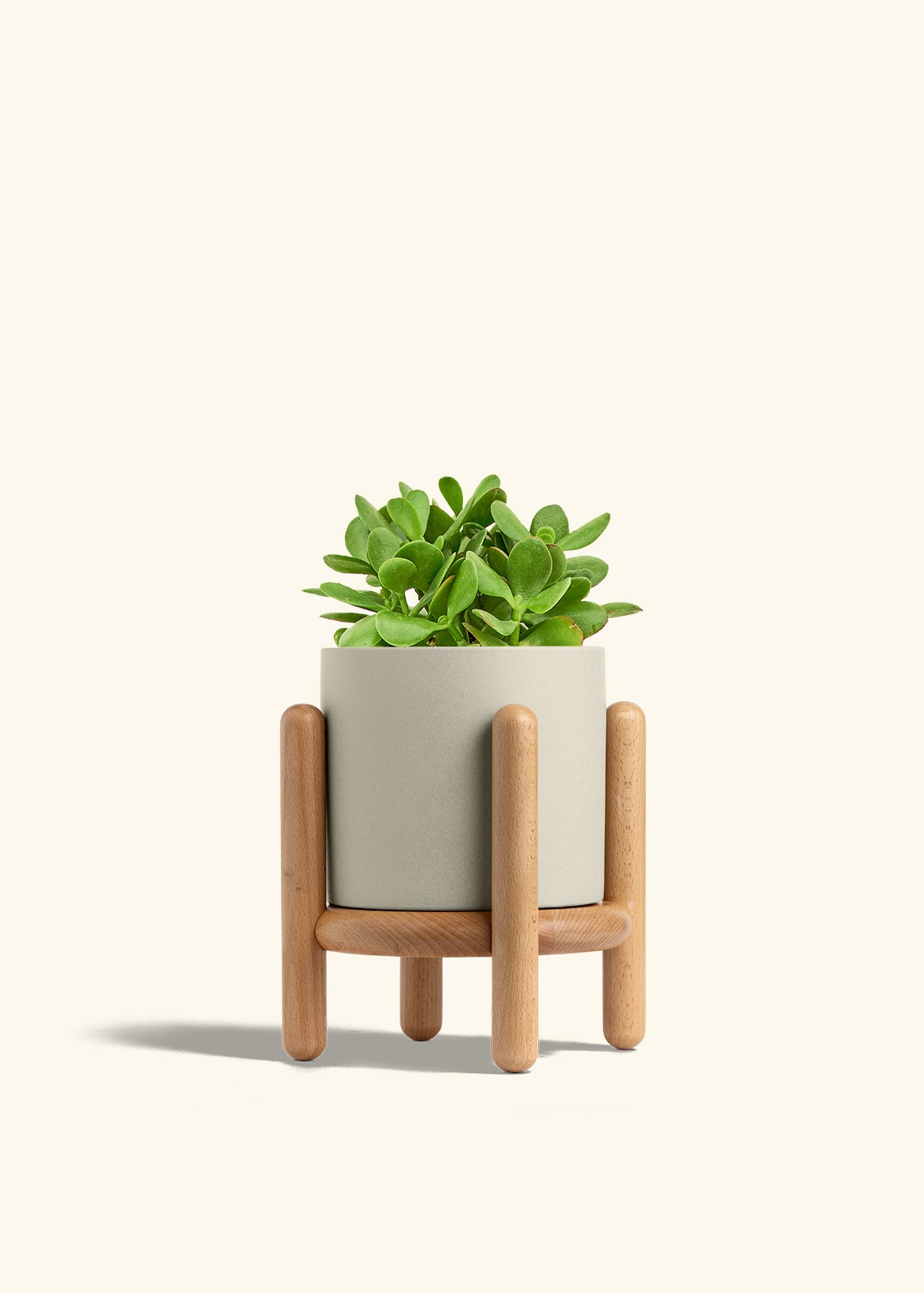 Jade Plant in a 6 inches Oat Classic Cylinder Planter in a Beech Wood Stand
