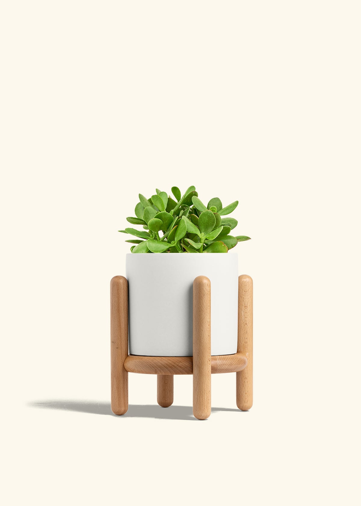 Jade Plant in a 6 inches White Classic Cylinder Planter in a Oat Petal Drip Tray