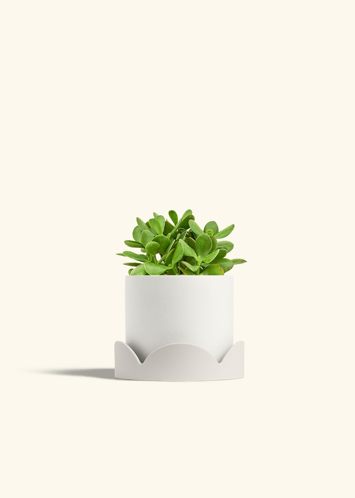 Jade Plant in a 6 inches White Classic Cylinder Planter in a Beech Wood Stand