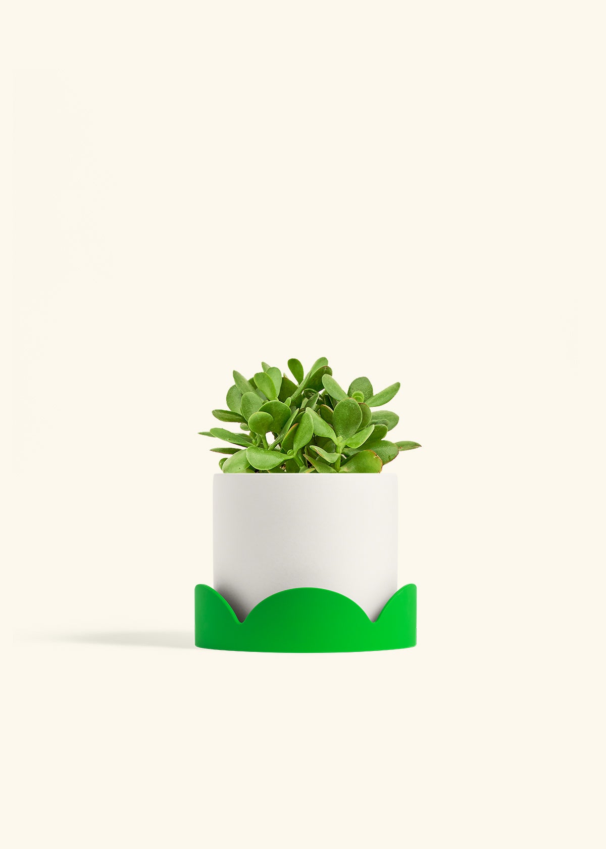 Jade Plant in a 6 inches White Classic Cylinder Planter in a Shamrock Petal Drip Tray