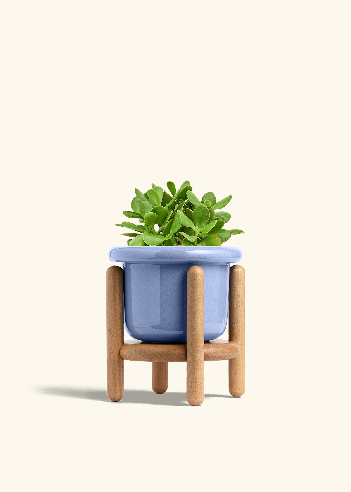 Jade Plant in a 6 inches Fat Lip Blue Planter in a Oat Petal Drip Tray