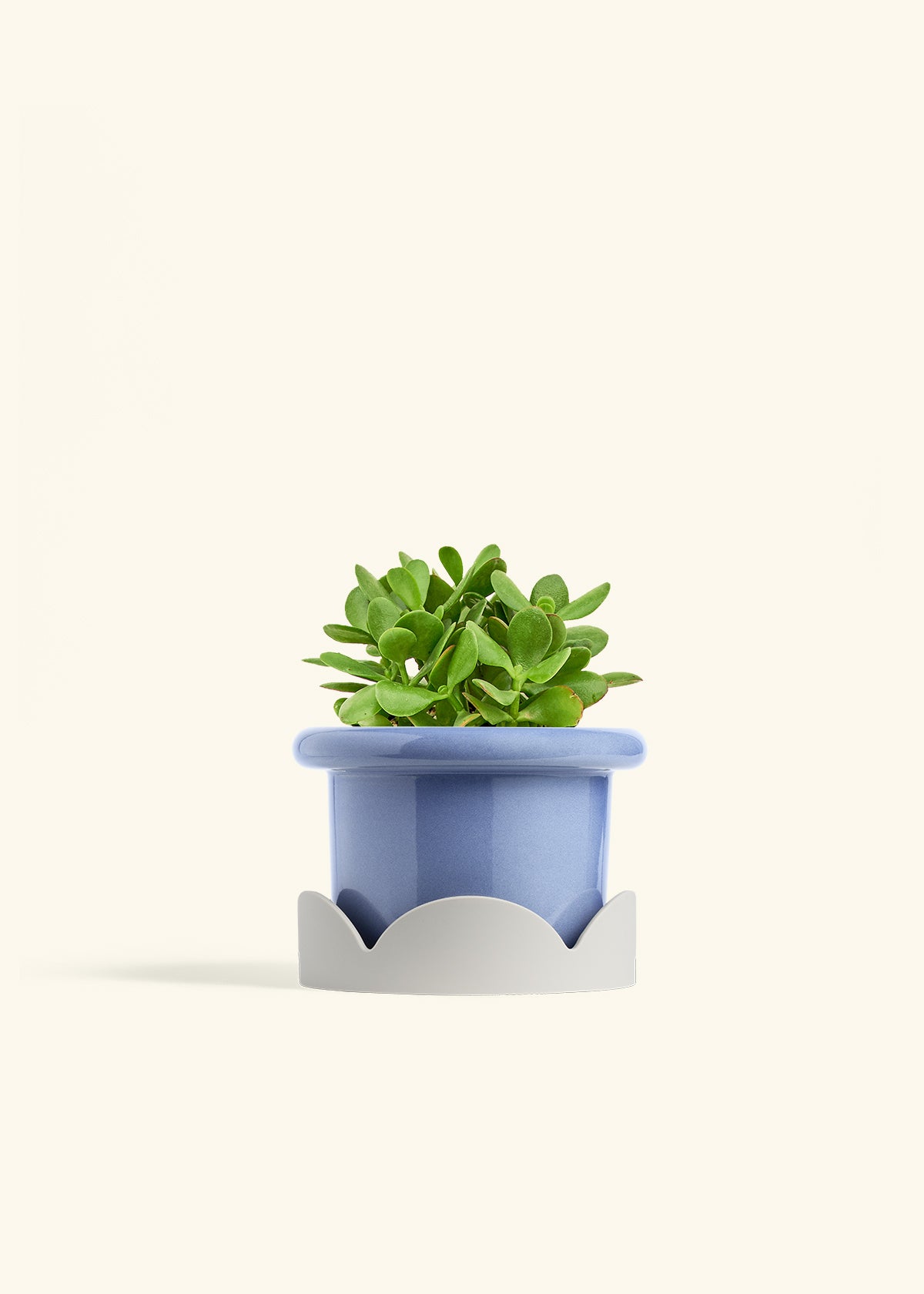 Jade Plant in a 6 inches Fat Lip Blue Planter in a Beech Wood Stand