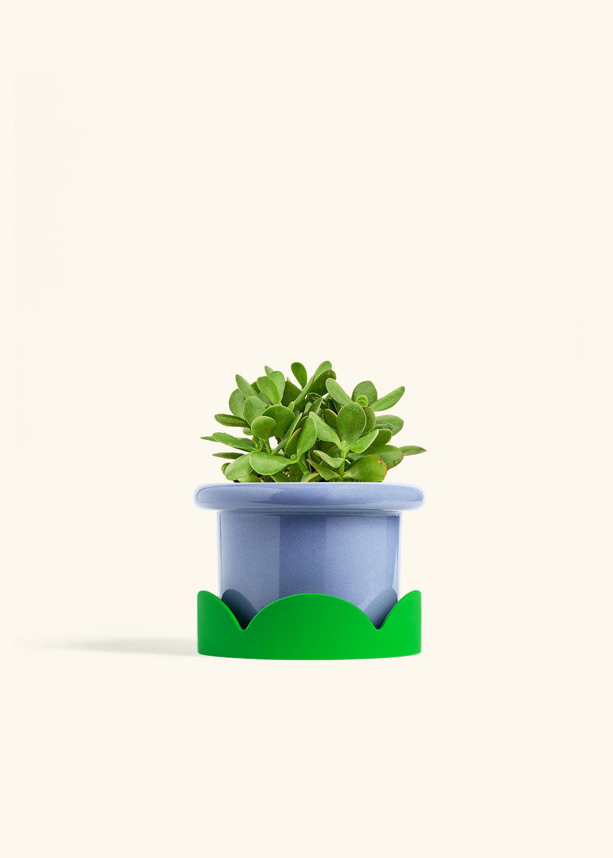 Jade Plant in a 6 inches Fat Lip Blue Planter in a Shamrock Petal Drip Tray