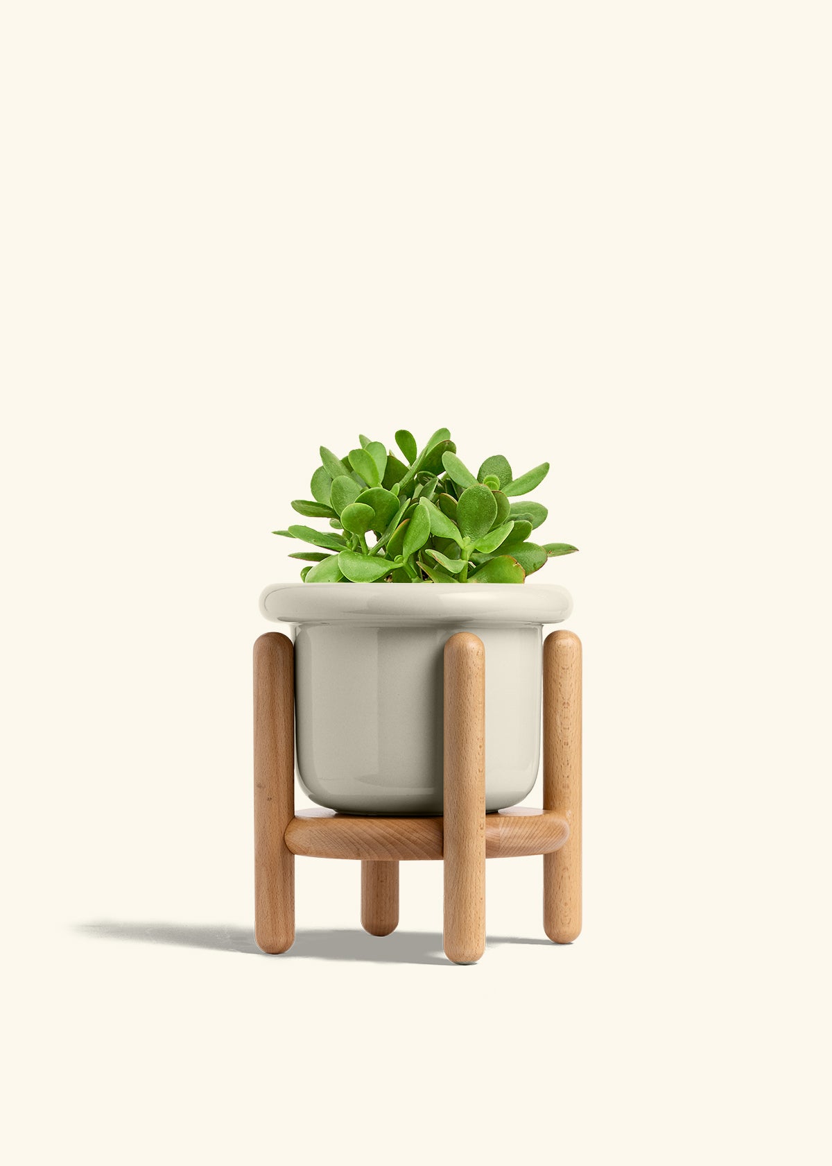 Jade Plant in a 6 inches Fat Lip Oat Planter in a Beech Wood Stand