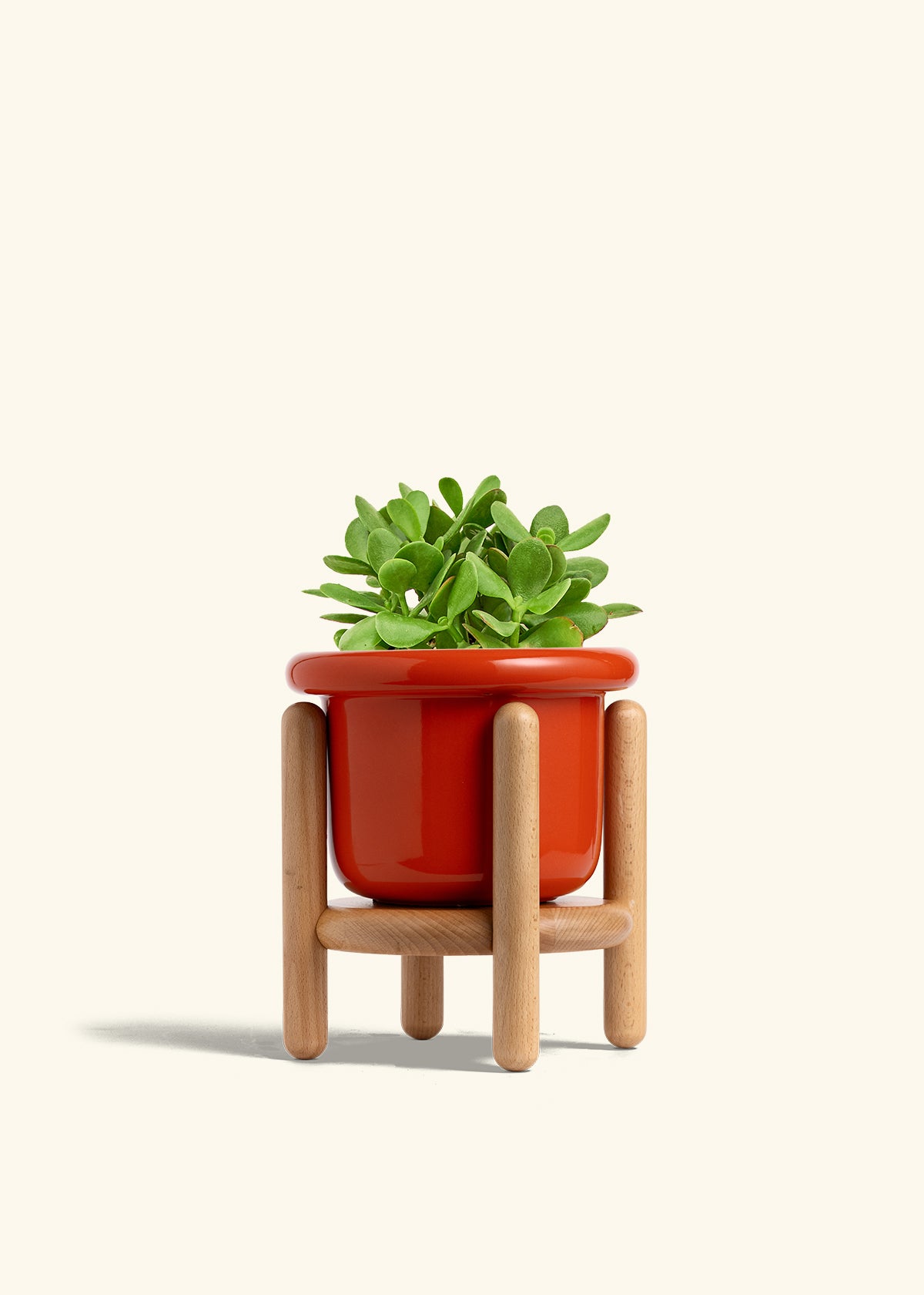 Jade Plant in a 6 inches Fat Lip Red Planter in a Beech Wood Stand