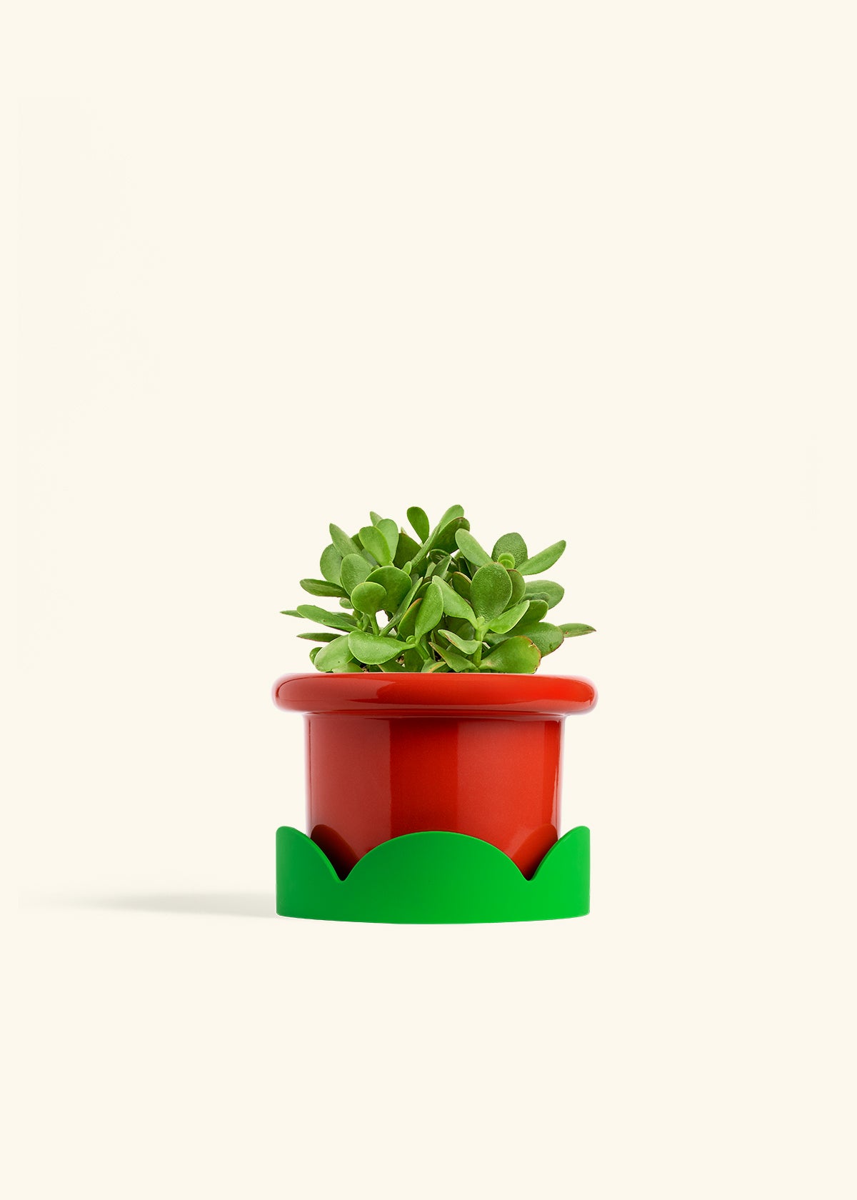 Jade Plant in a 6 inches Fat Lip Red Planter in a Shamrock Petal Drip Tray