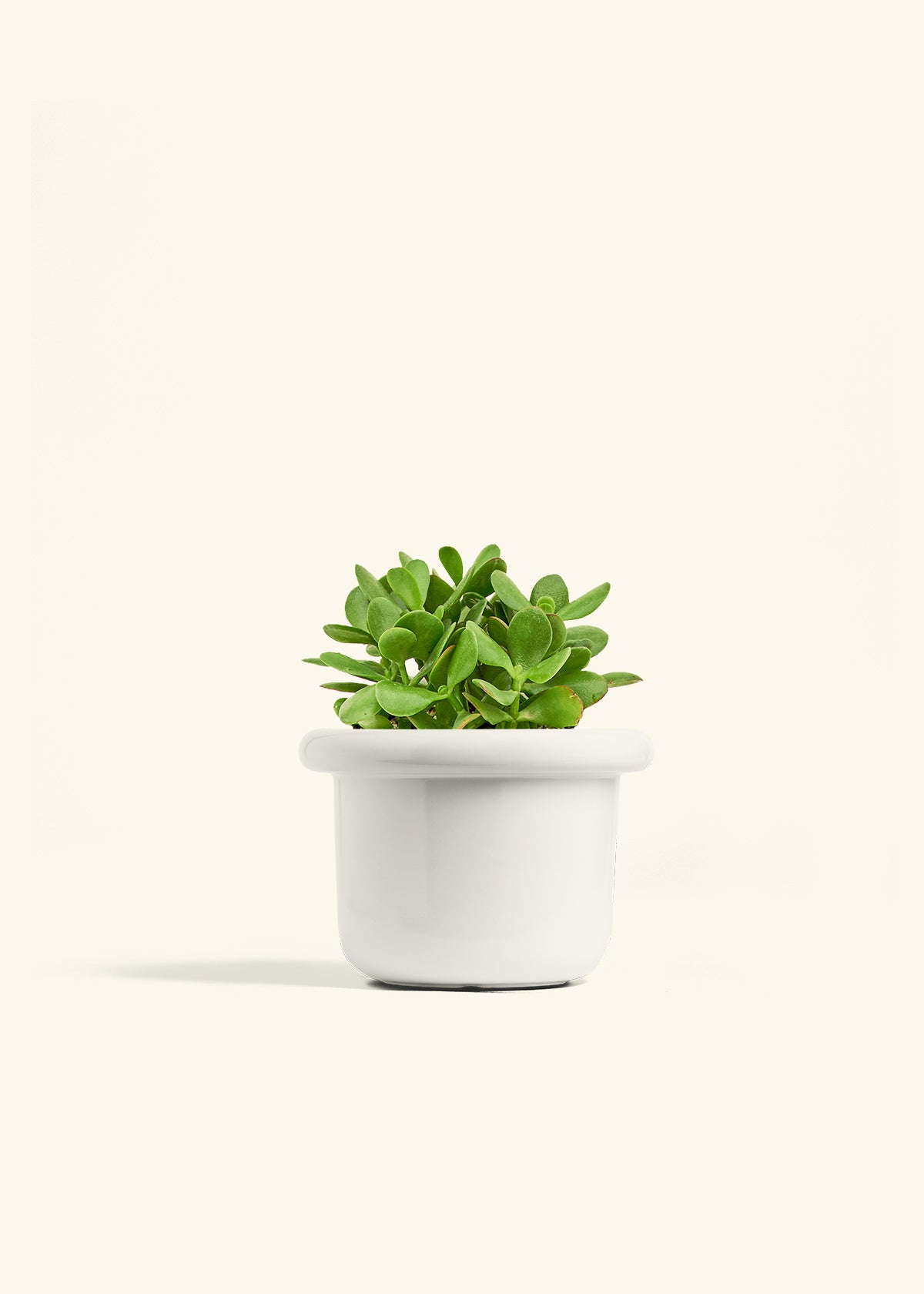 Jade Plant in a 6 inches Fat Lip White Planter