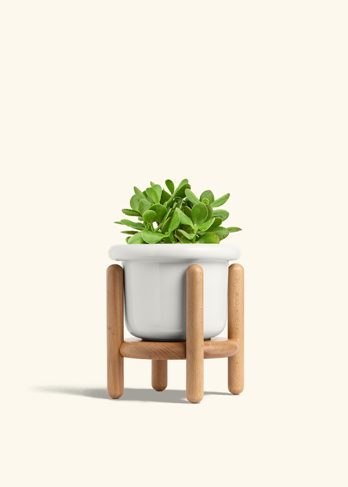 Jade Plant in a 6 inches Fat Lip White Planter in a Beech Wood Stand
